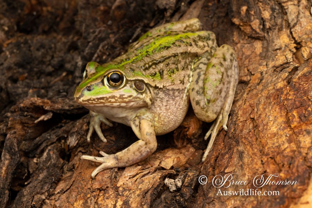Green-striped Frog (Cyclorana alboguttata)