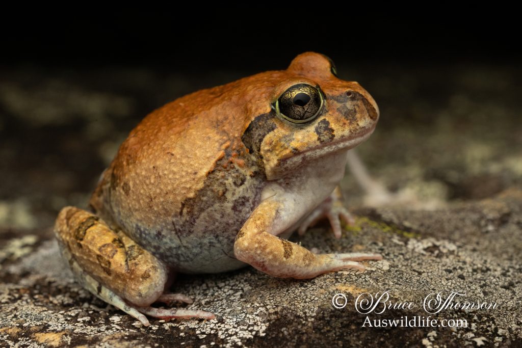 Ornate Burrowing Frog (Platyplectrusm ornatus)