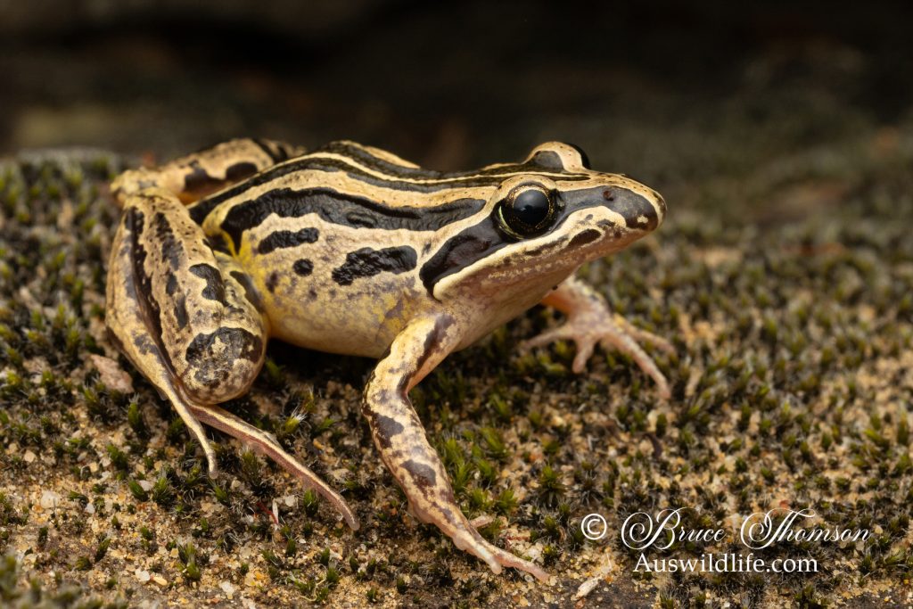 Striped Marsh Frog (Limnodynastes peronii)