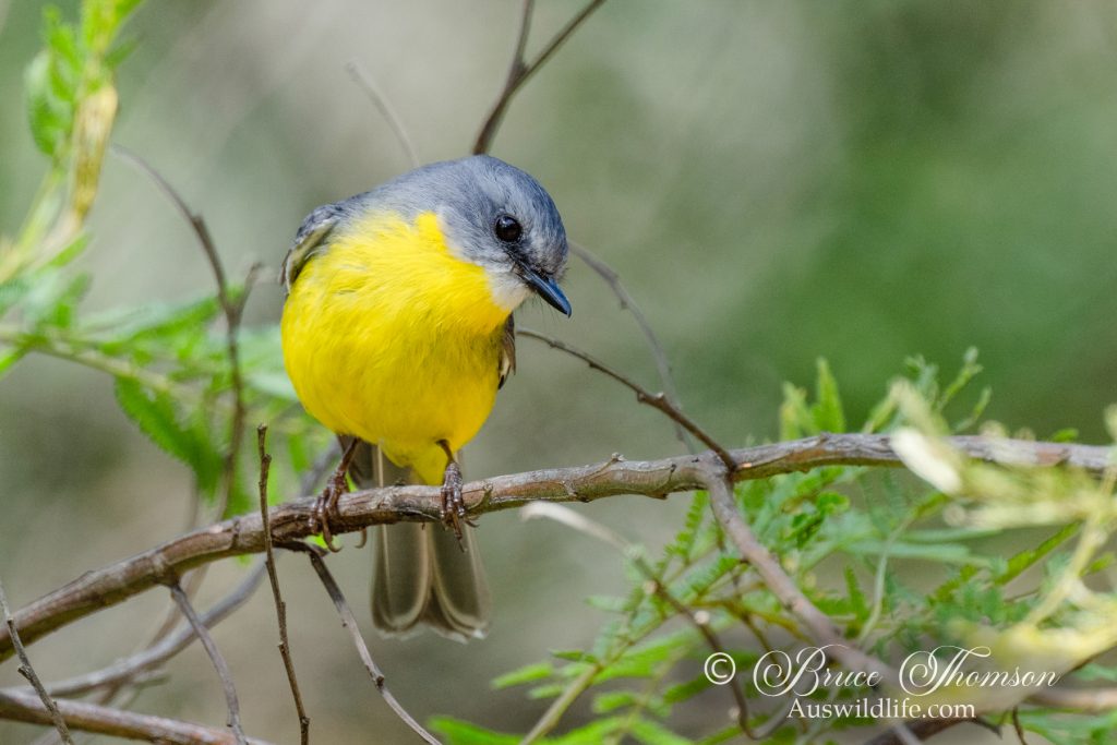 Southern Yellow Robin