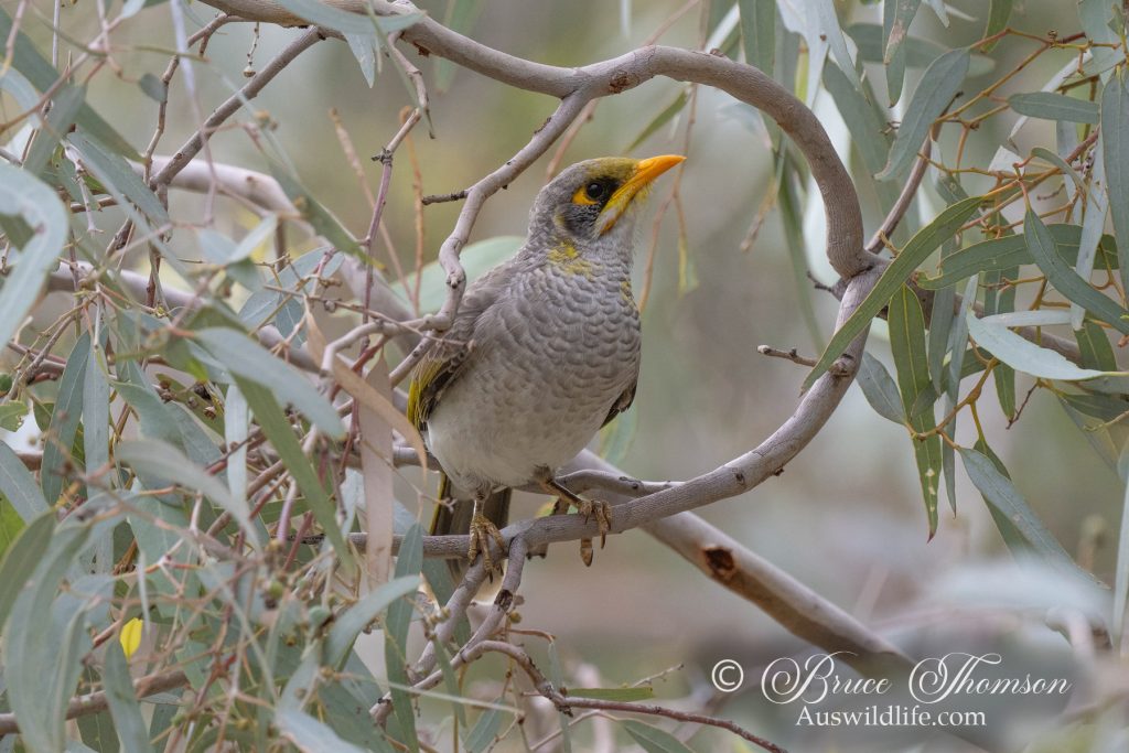 Yellow-throated Miner