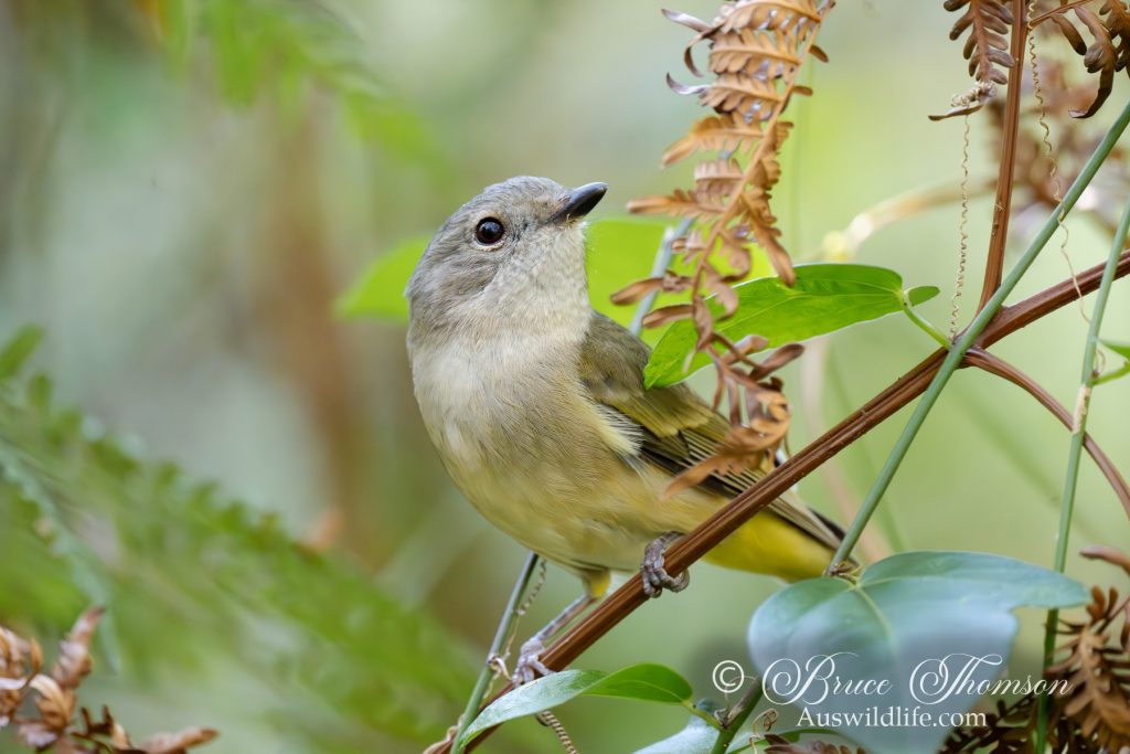 Golden Whistler (female)