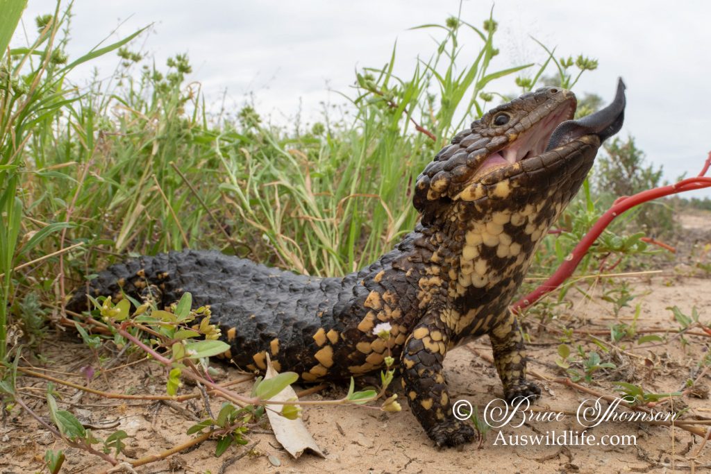 Shingleback Lizard