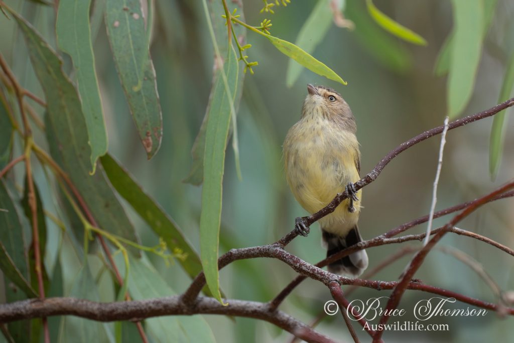 Weebill