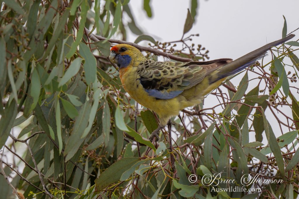 Crimson Rosella (yellow form)