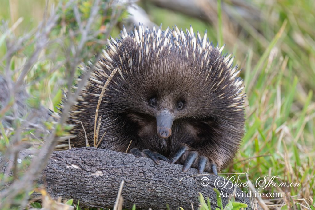 Echidna
