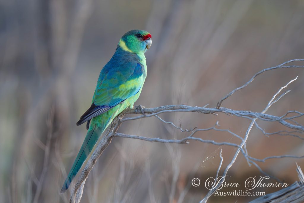 Mallee Ringneck Parrot