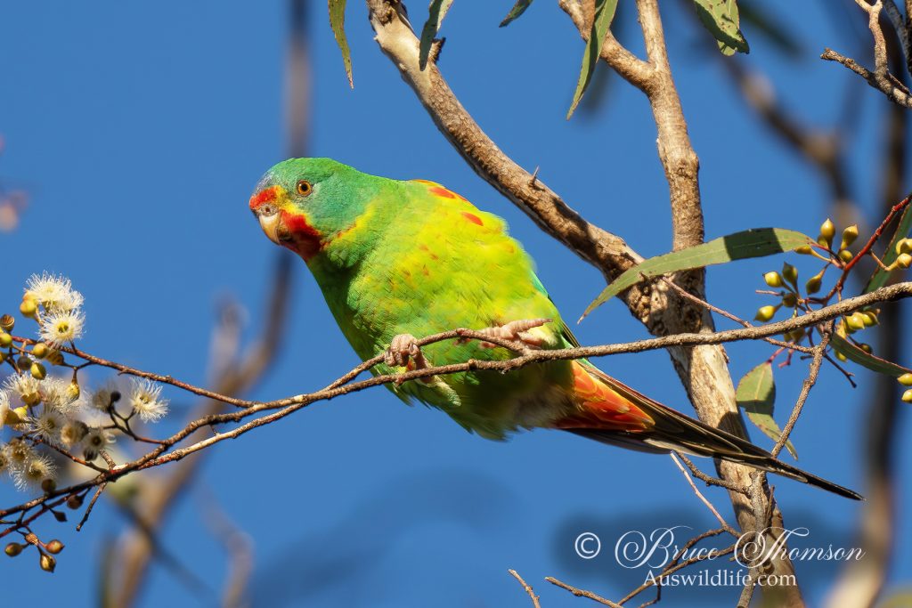 Swift Parrot