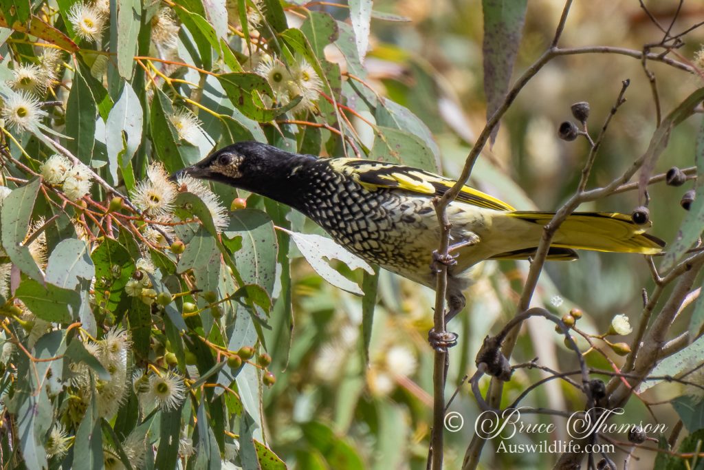 Regent Honeyeater