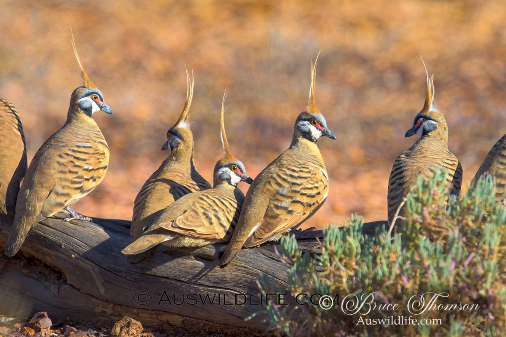 Hooded Parrot (male)