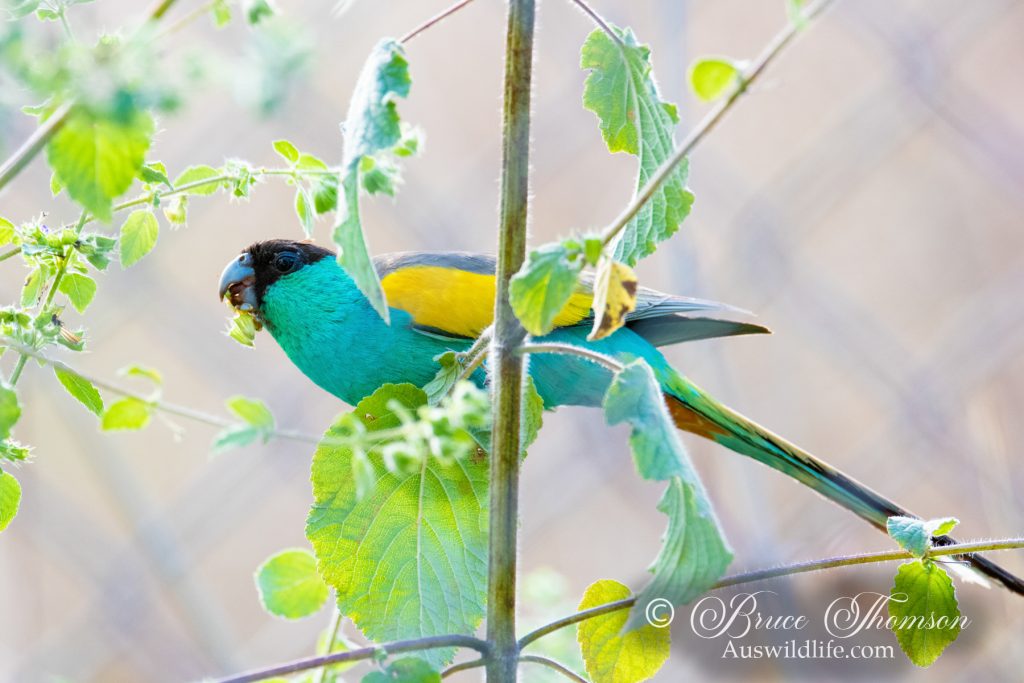 Hooded Parrot (male)