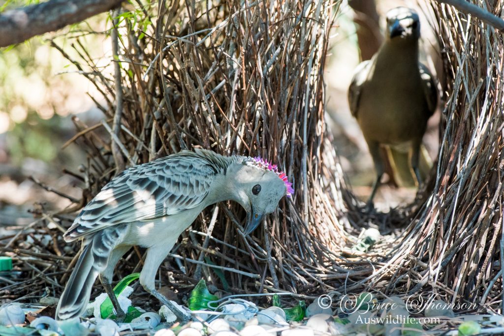 Great Bowerbird (male display at bower)