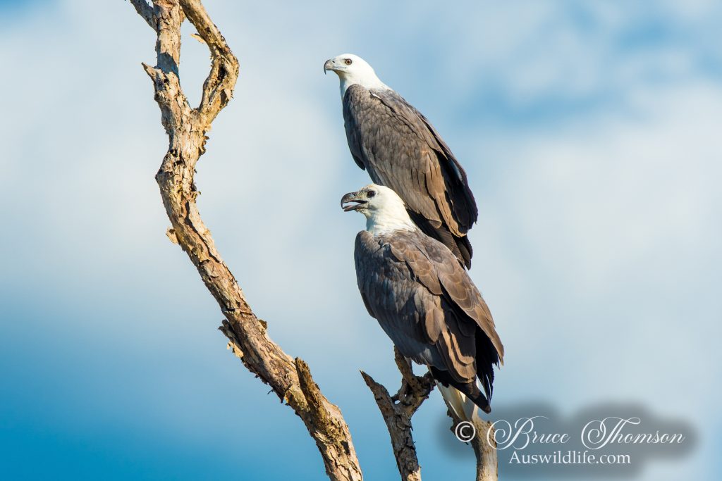 White-breasted Sea Eagle