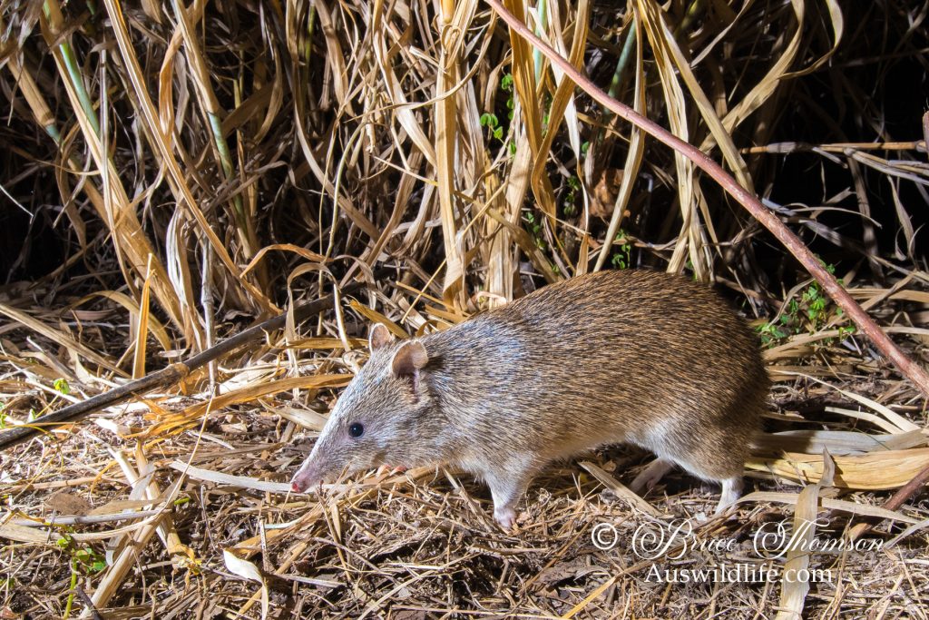 Brown Bandicoot (Isoodon macrourus)