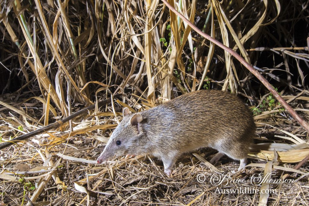 Brown Bandicoot (Isoodon macrourus) Brown Bandicoot (Isoodon macrourus)
