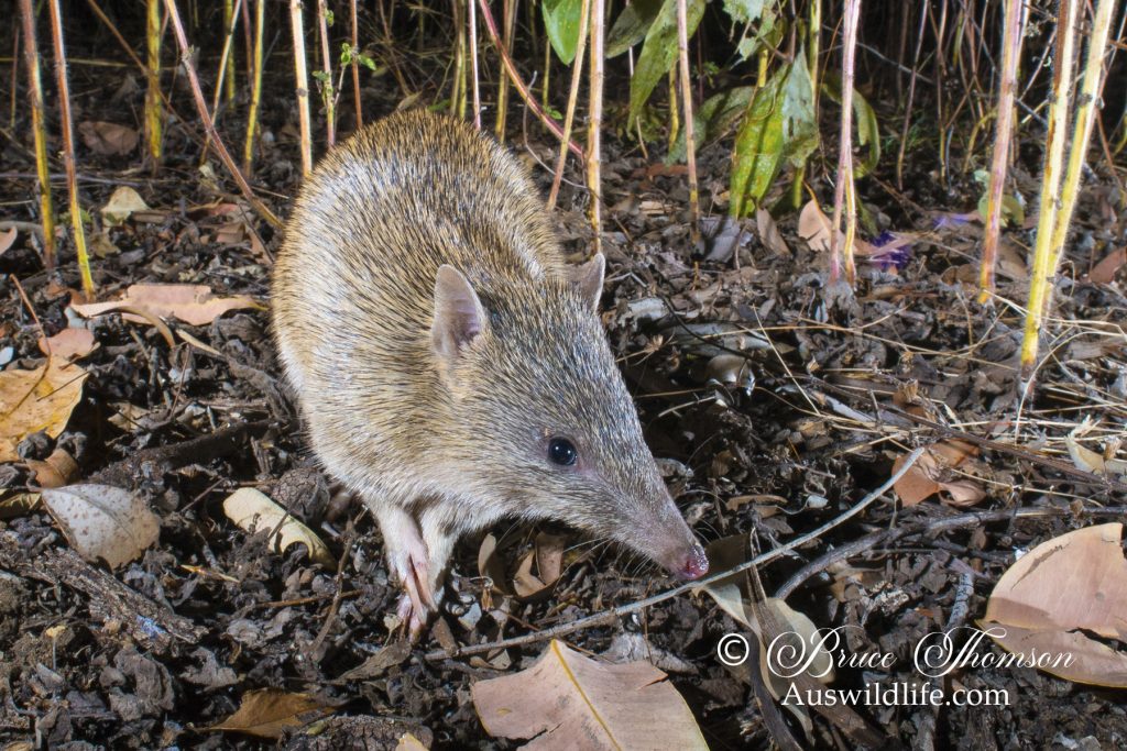 Golden Bandicoot (Isoodon auratus) Golden Bandicoot (Isoodon auratus)