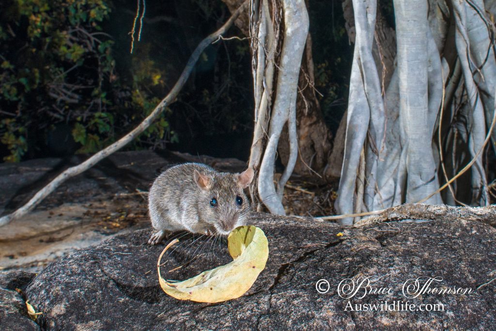 Kimberley Rock Rat (Zyzomys woodwardi)