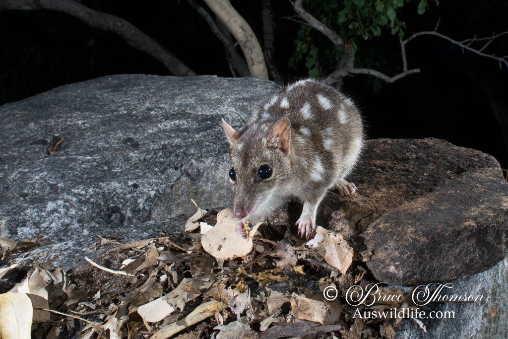 Northern Quoll (Dasyurus hallucatus)
