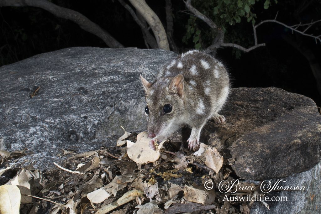 Northern Quoll (Dasyurus hallucatus) Northern Quoll (Dasyurus hallucatus)