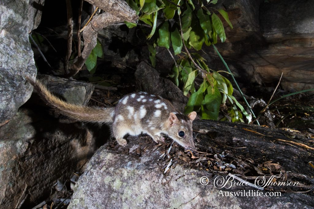 Northern Quoll (Dasyurus hallucatus)