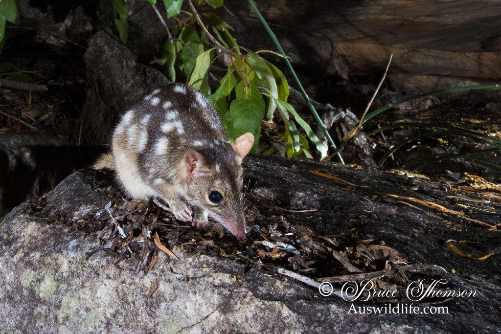 Northern Quoll (Dasyurus hallucatus)