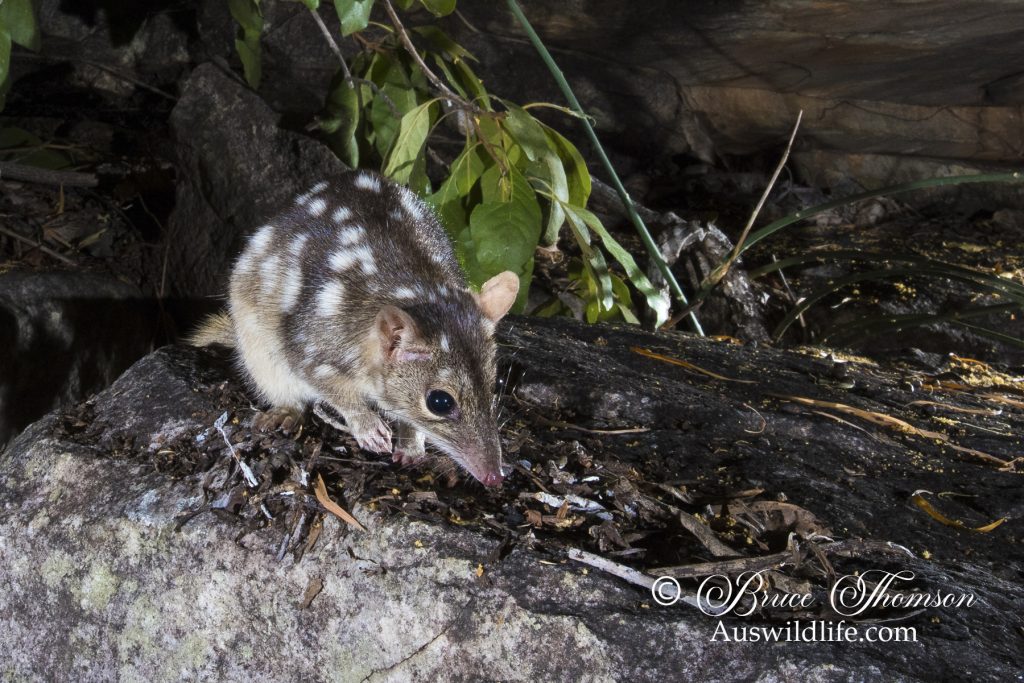 Northern Quoll (Dasyurus hallucatus) Northern Quoll (Dasyurus hallucatus)