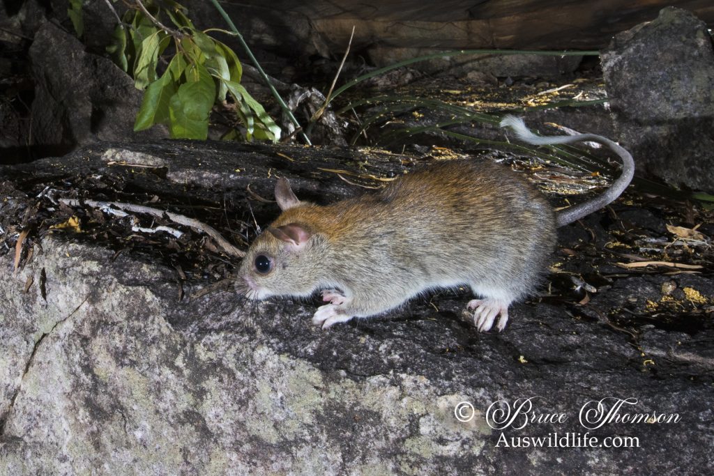 Golden-backed Tree Rat (Mesembriomys macrurus) Golden-backed Tree Rat (Mesembriomys macrurus)