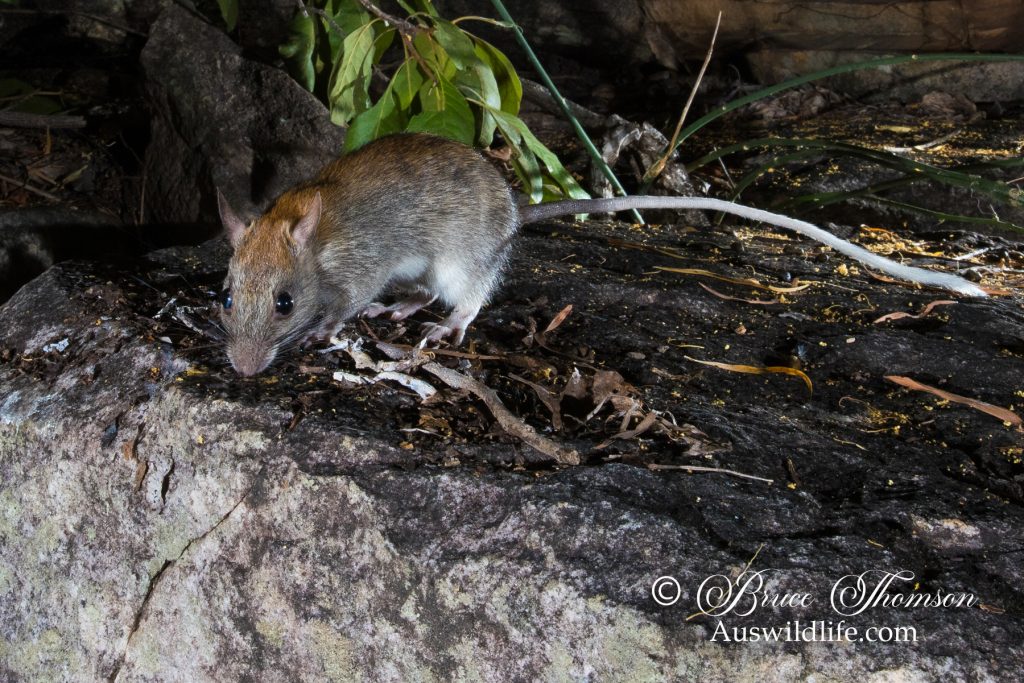 Golden-backed Tree Rat (Mesembriomys macrurus)