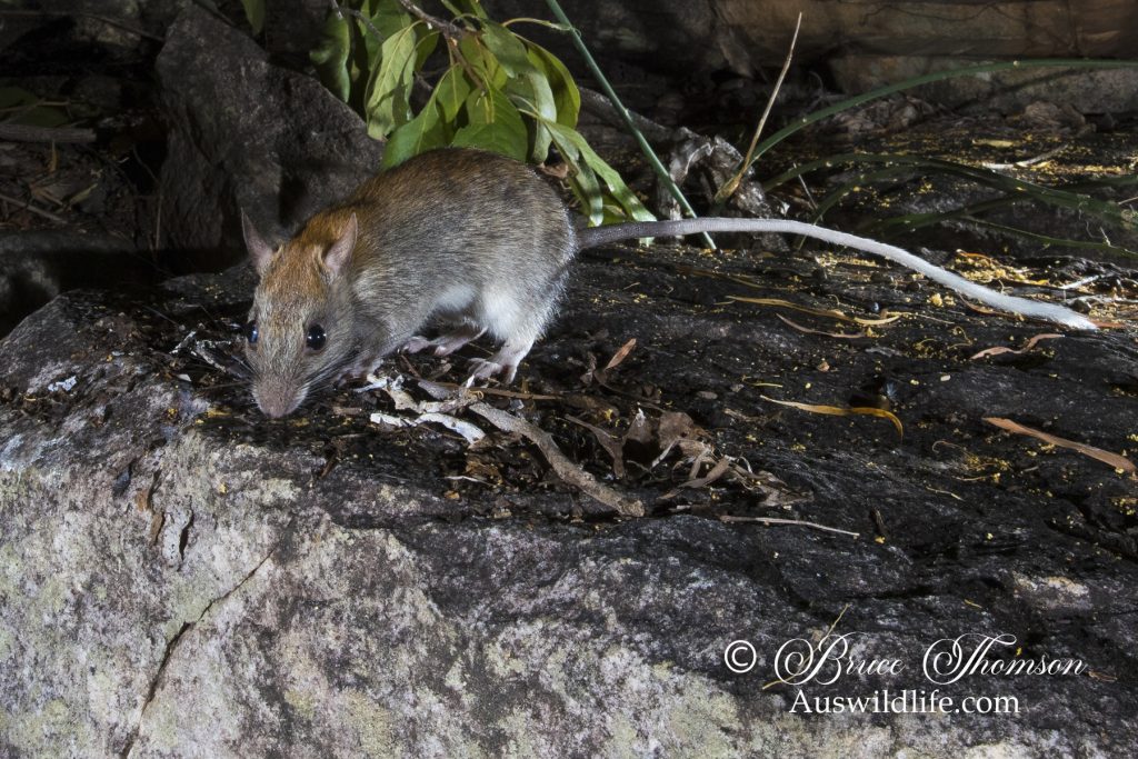 Golden-backed Tree Rat (Mesembriomys macrurus) Golden-backed Tree Rat (Mesembriomys macrurus)