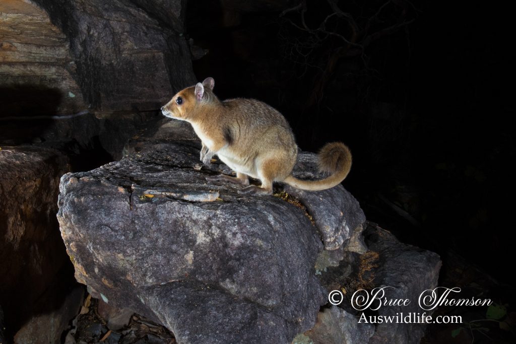 Monjon (Petrogale burbidgei)