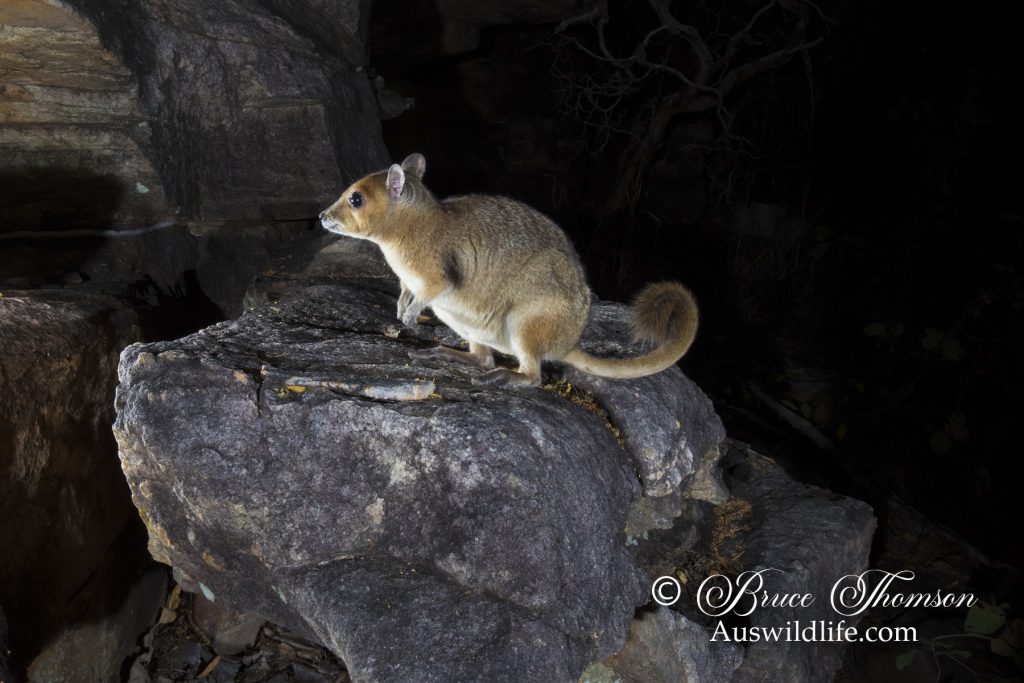 Monjon (Petrogale burbidgei) Monjon (Petrogale burbidgei)