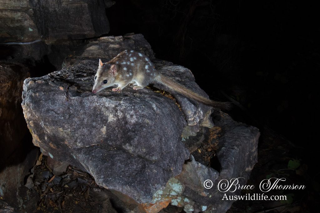 Northern Quoll (Dasyurus hallucatus)