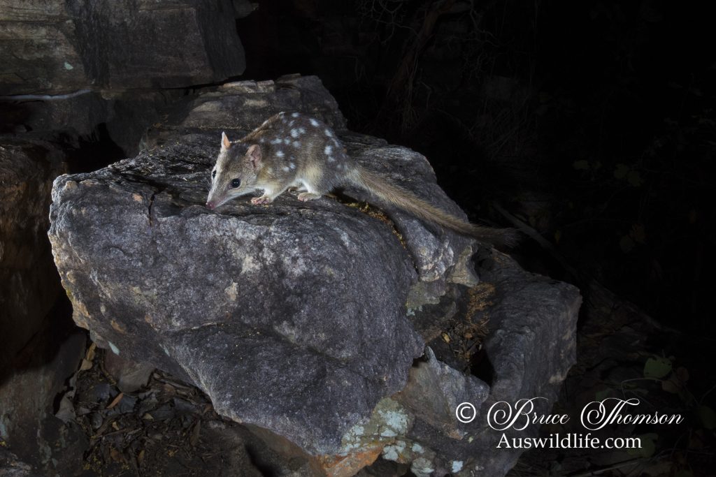 Northern Quoll (Dasyurus hallucatus) Northern Quoll (Dasyurus hallucatus)
