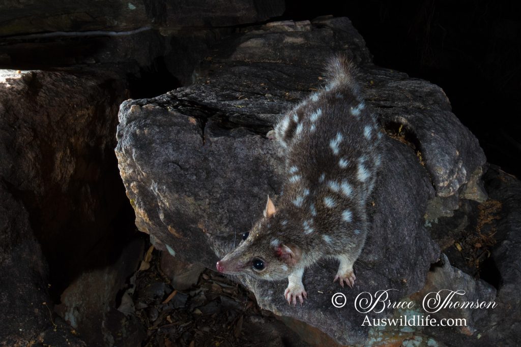 Northern Quoll (Dasyurus hallucatus)
