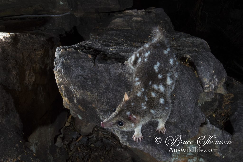 Northern Quoll (Dasyurus hallucatus) Northern Quoll (Dasyurus hallucatus)