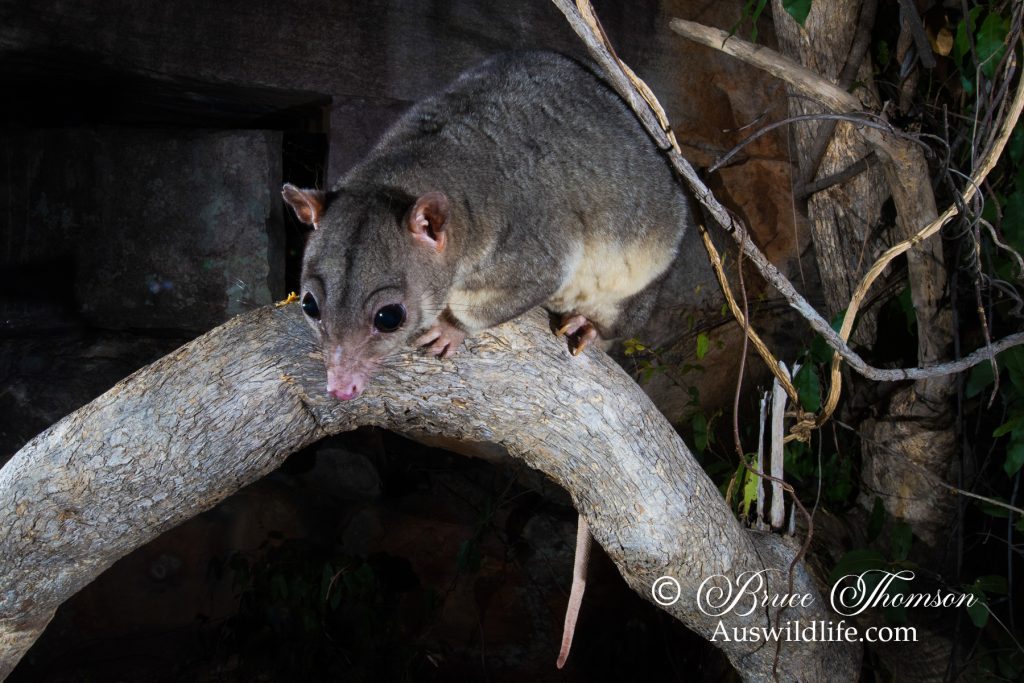 Scaly-tailed Possum or Wyulda (Wyulda squamicaudata)