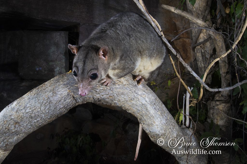 Scaly-tailed Possum or Wyulda (Wyulda squamicaudata) Scaly-tailed Possum or Wyulda (Wyulda squamicaudata)