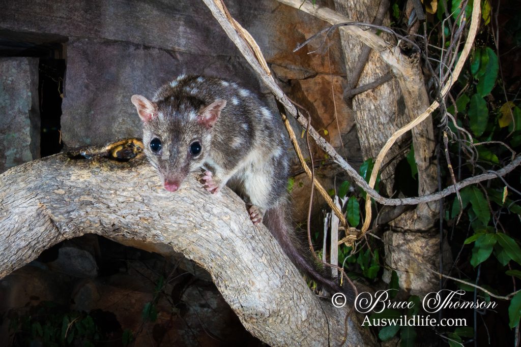 Northern Quoll (Dasyurus hallucatus)
