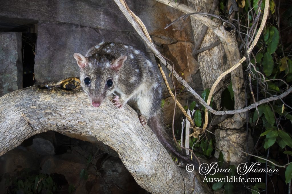 Northern Quoll (Dasyurus hallucatus) Northern Quoll (Dasyurus hallucatus)