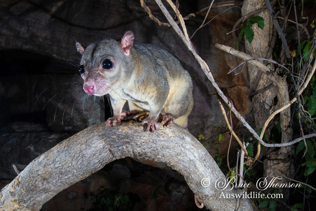Scaly-tailed Possum or Wyulda (Wyulda squamicaudata)