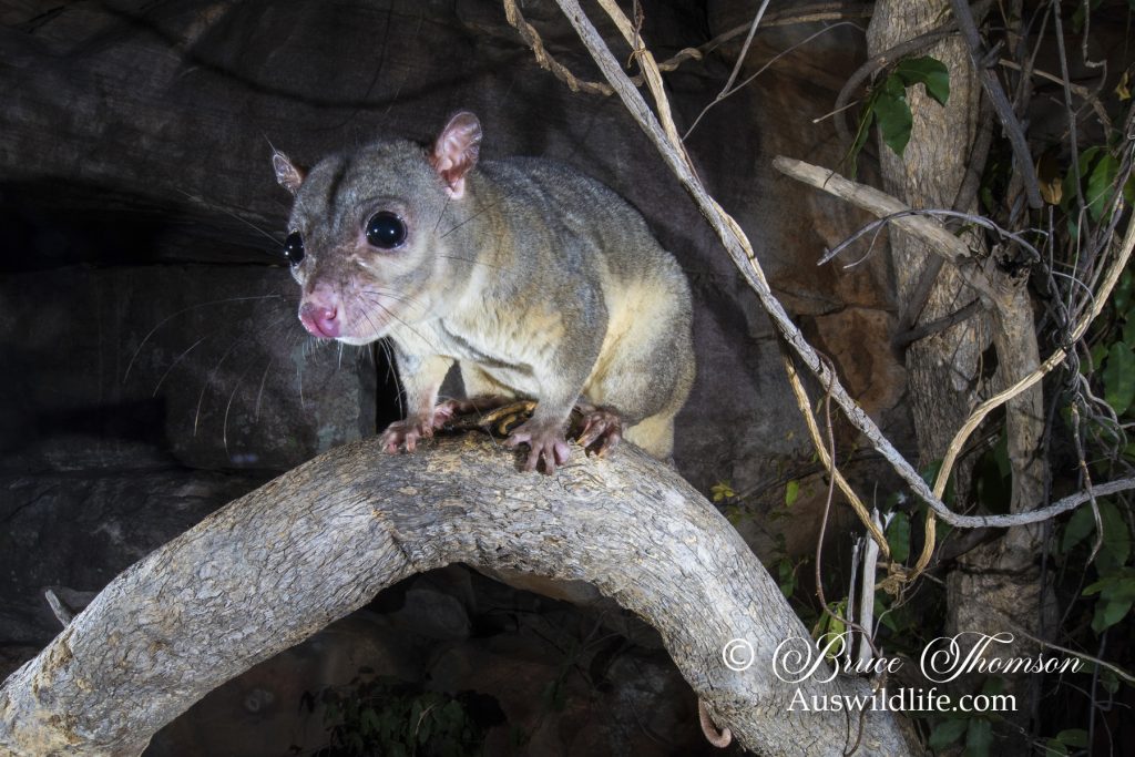 Scaly-tailed Possum or Wyulda (Wyulda squamicaudata) Scaly-tailed Possum or Wyulda (Wyulda squamicaudata)