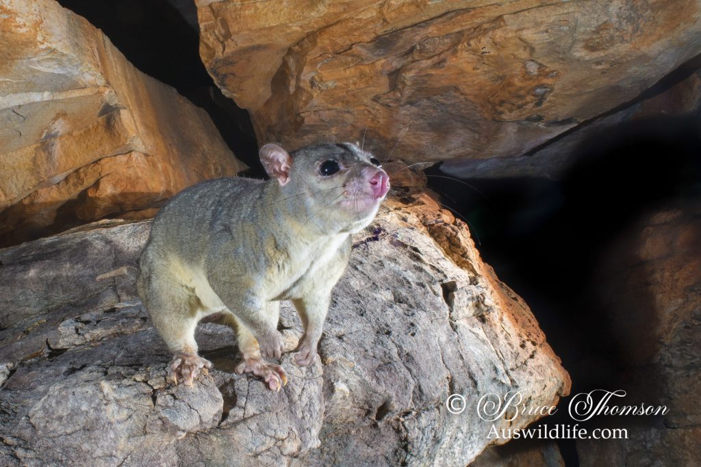 Scaly-tailed Possum or Wyulda (Wyulda squamicaudata) Scaly-tailed Possum or Wyulda (Wyulda squamicaudata)