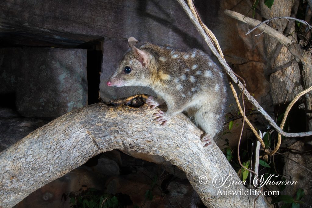 Northern Quoll (Dasyurus hallucatus)