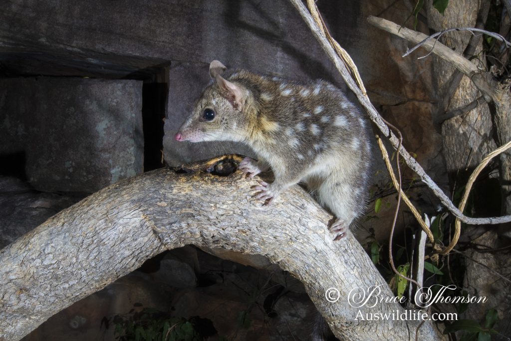Northern Quoll (Dasyurus hallucatus) Northern Quoll (Dasyurus hallucatus)