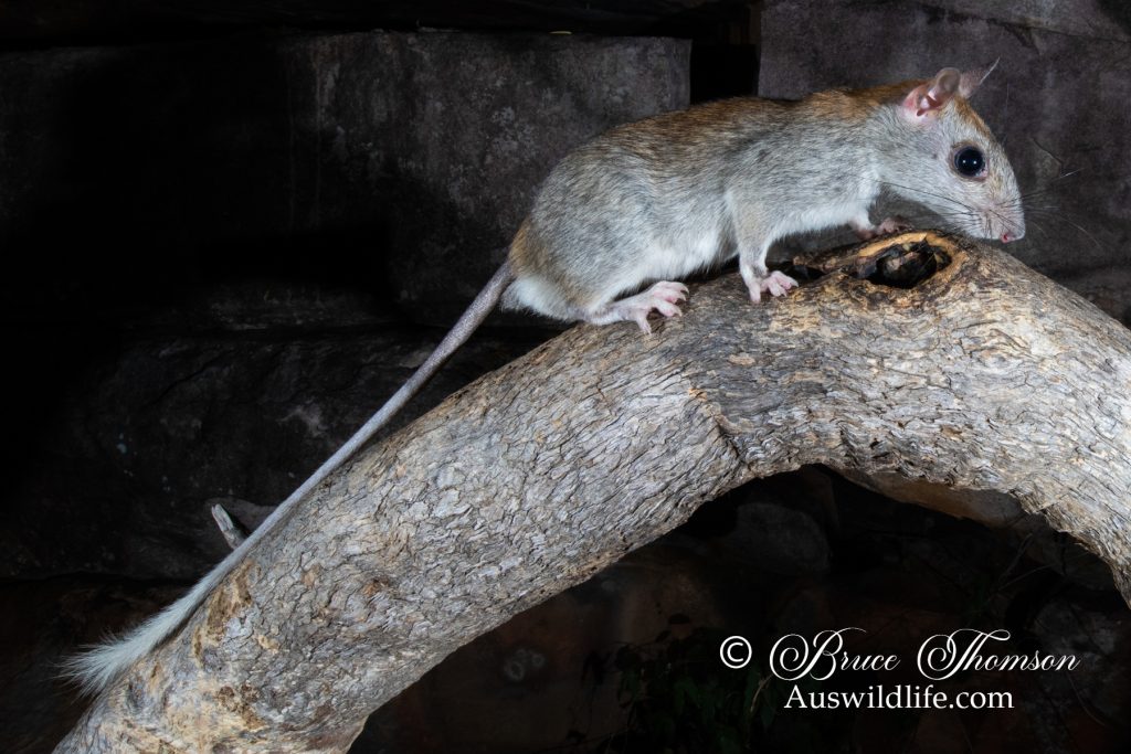 Golden-backed Tree Rat (Mesembriomys macrurus)