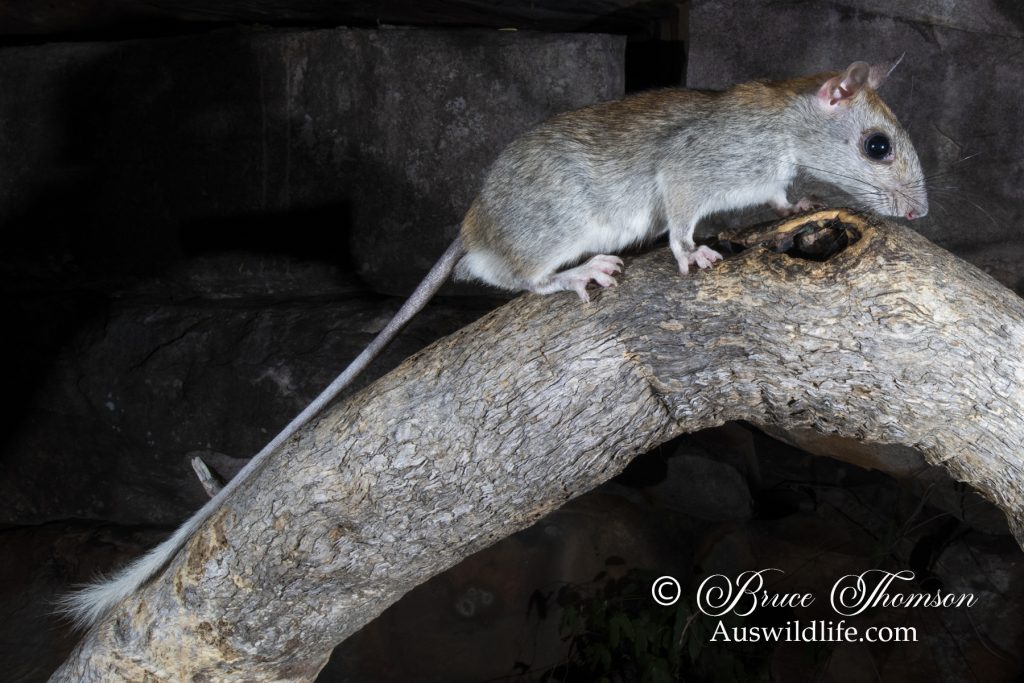 Golden-backed Tree Rat (Mesembriomys macrurus) Golden-backed Tree Rat (Mesembriomys macrurus)