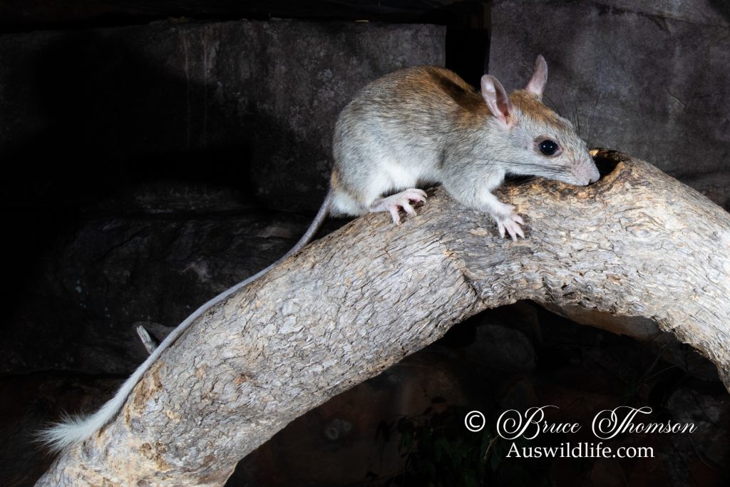 Golden-backed Tree Rat (Mesembriomys macrurus)