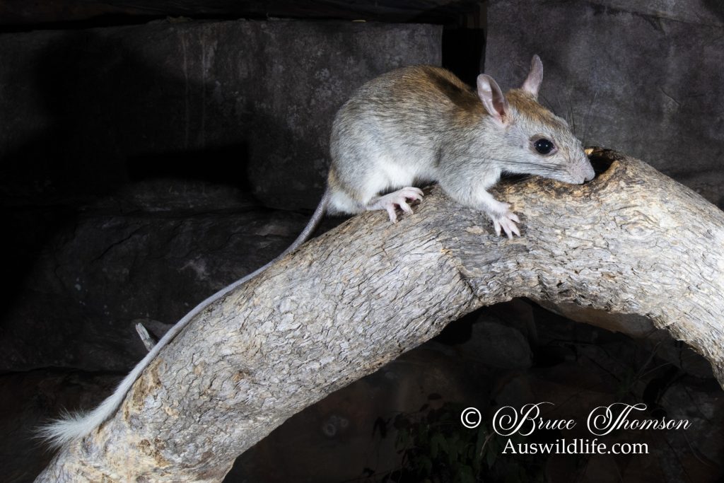 Golden-backed Tree Rat (Mesembriomys macrurus) Golden-backed Tree Rat (Mesembriomys macrurus)