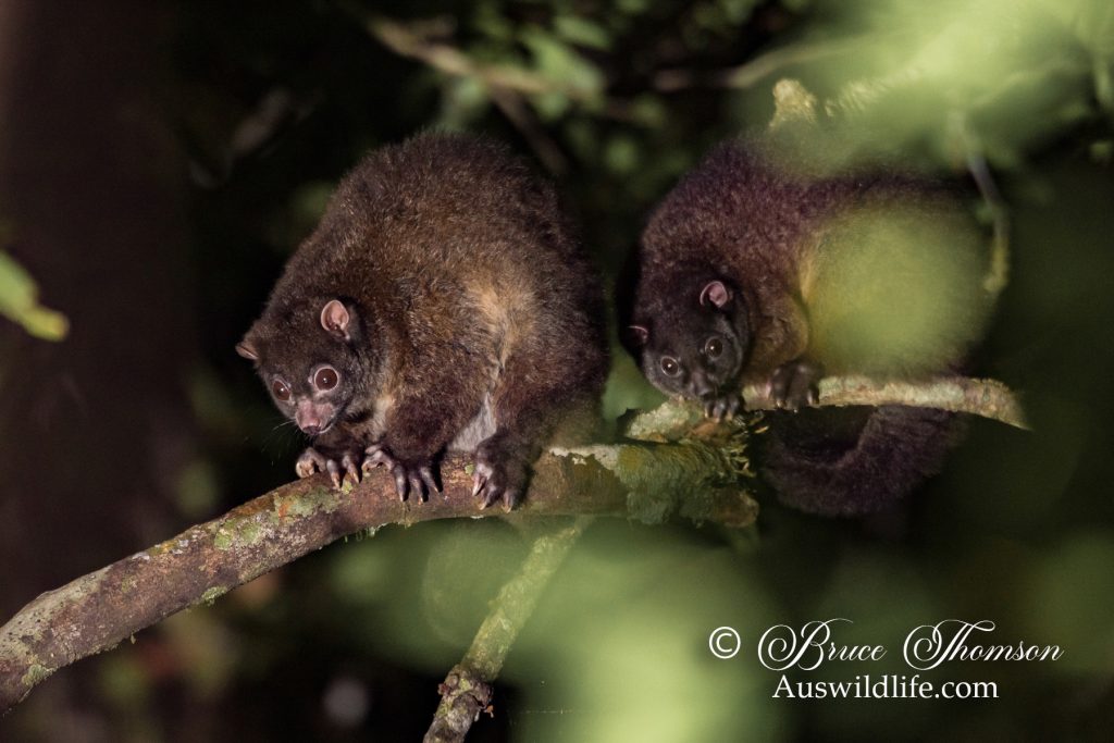 Lemuroid Ringtail Possum (Hemibelidus lemuroides)