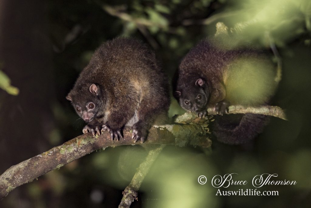 Lemuroid Ringtail Possum (Hemibelidus lemuroides) Lemuroid Ringtail Possum (Hemibelidus lemuroides)